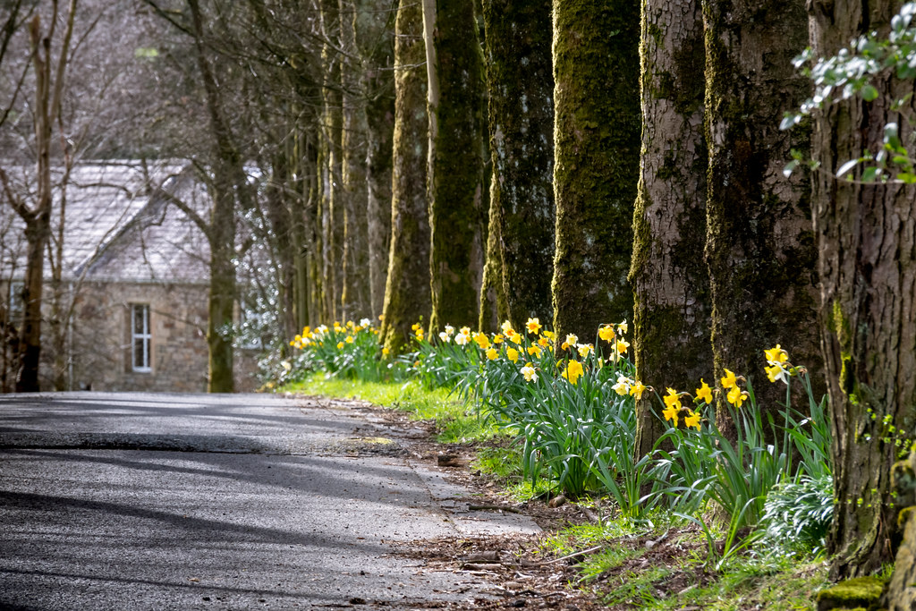 Daffodil Avenue Alden Road, Helmshore, Lancashire. John Hartley