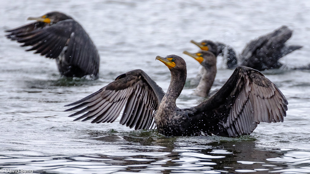Doublecrested Cormorant Doublecrested cormorants hunt fo… Flickr