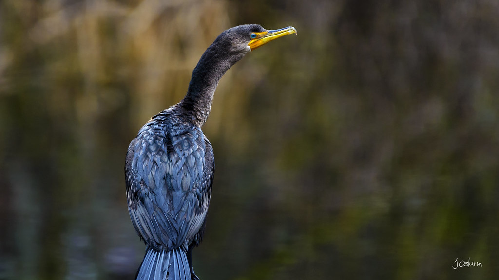 Cormorant West Hylebos Wetlands Federal Way, WA Jim Oskam Flickr