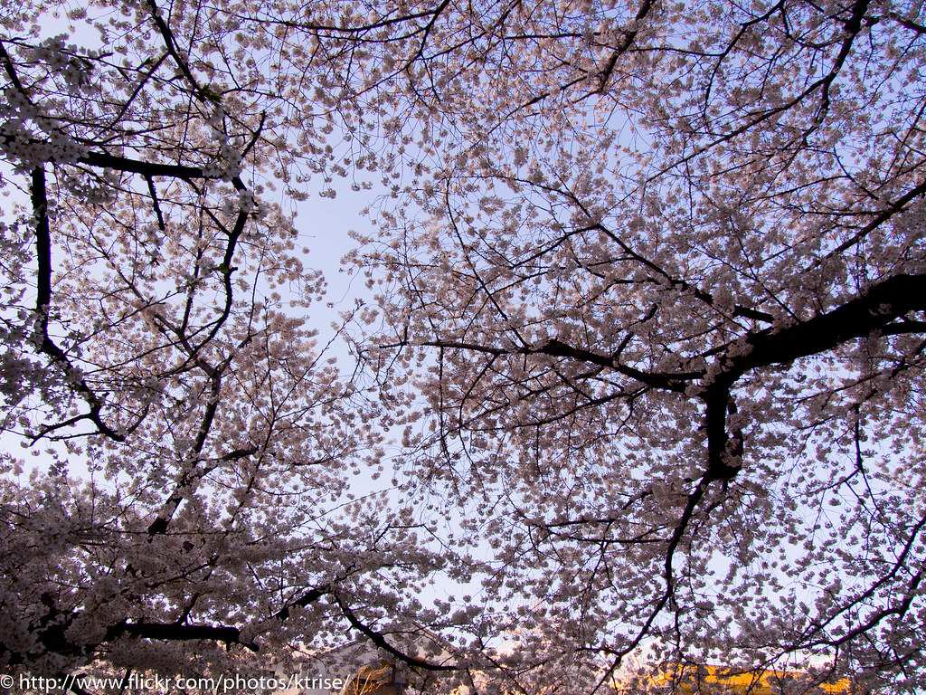 Cherry Blossoms are coming! Olympus digital camera Flickr