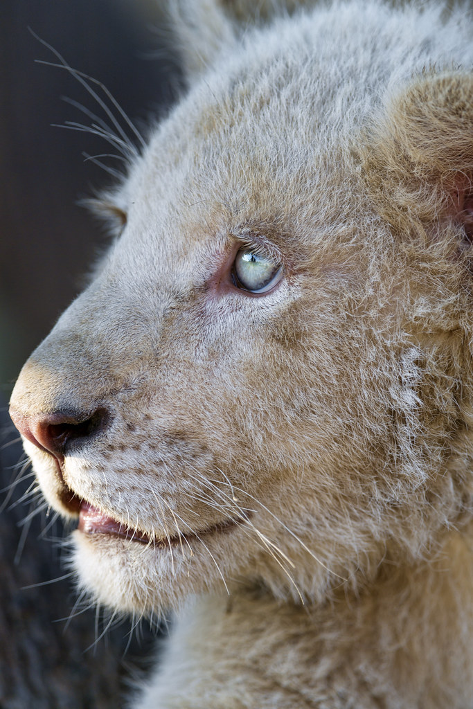 Profile of a cub This white lion cub had nice blue eyes! Tambako