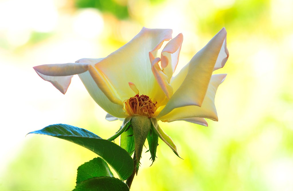 Rose Rose is beautiful even when lose Petals Nick Zadeh Flickr