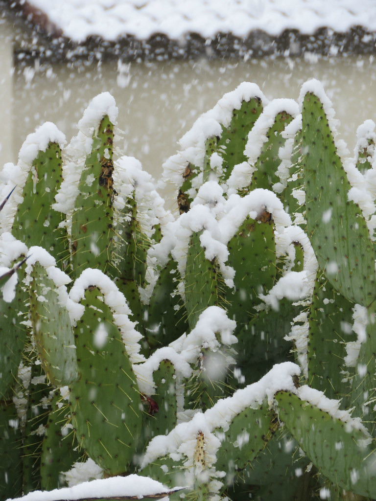 Snow covered cactus Sahuarita/Green Valley, Arizona, in th… Flickr