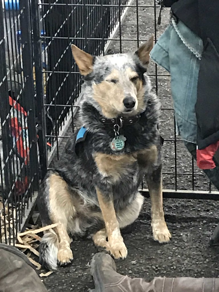 This dog was falling asleep while sitting up f l a m i n