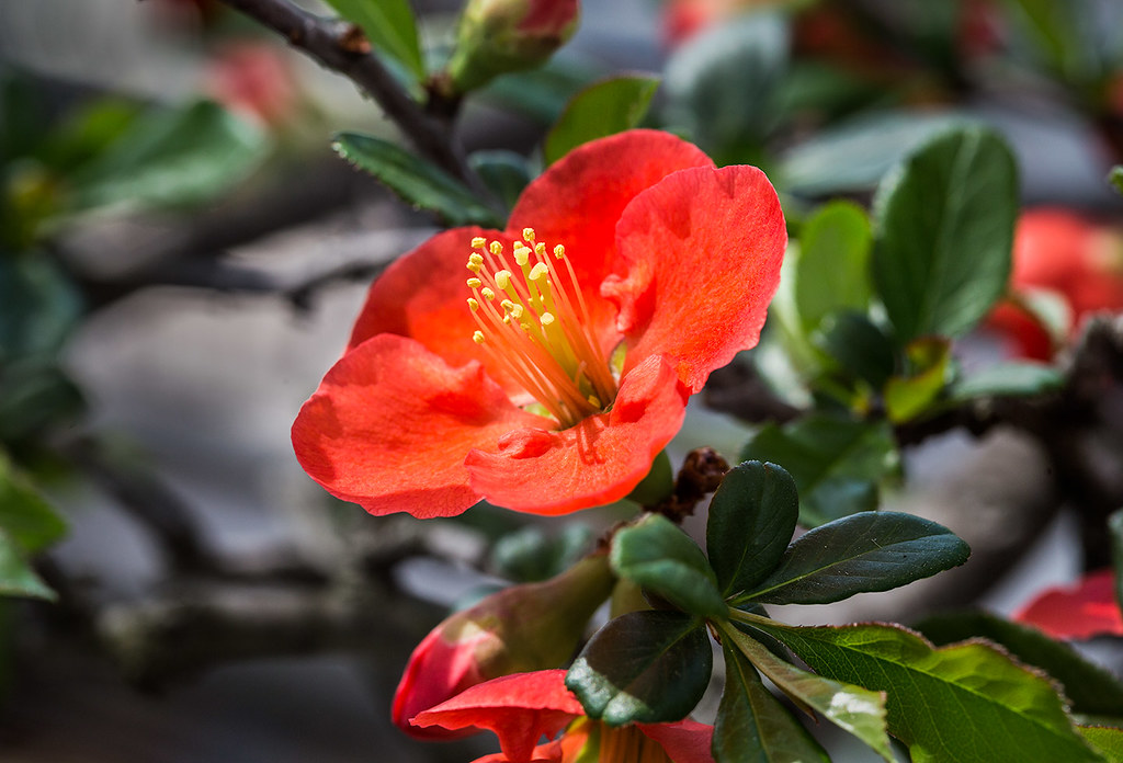Bonsai Japanese Flowering Quince a photo on Flickriver