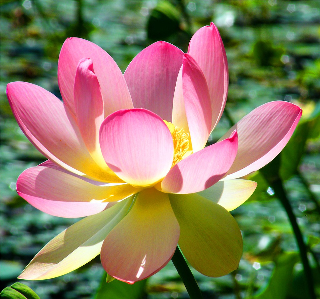 Sunny Pink Lotus Stanley Zimny (Thank You for 62 Million views) Flickr