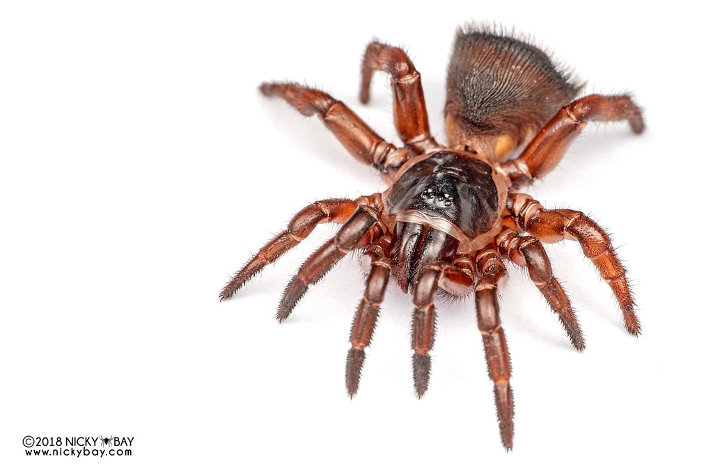 Corklid trapdoor spider (Cyclocosmia sp.) DSC_0892 Flickr