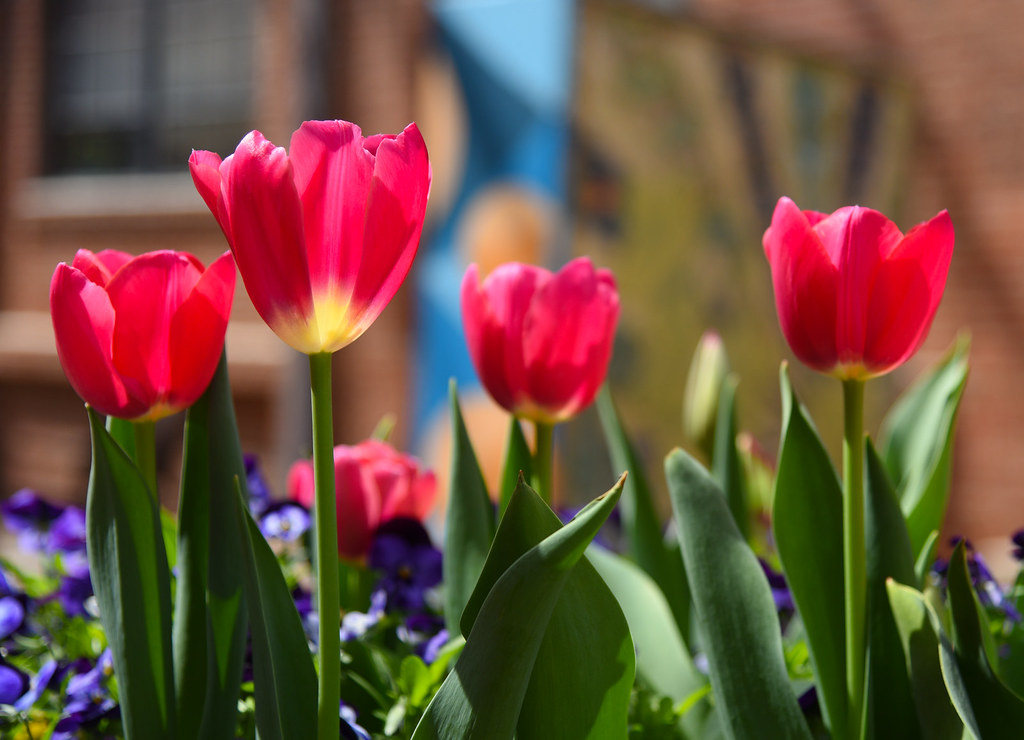 Spring Flowers 1001 Spring flowers and landscaping at Ame… Flickr
