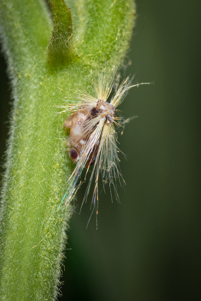 Passionvine Hopper (Scolypopa australis) nymph Jenn.1771 Flickr