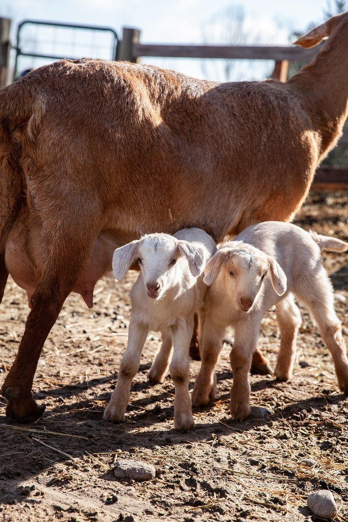 Newborns at the Farm City of Fort Collins / John Robson City of