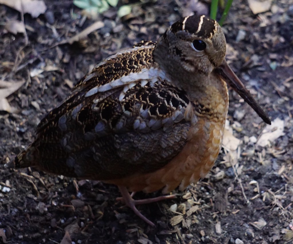American Woodcock steps away from 42nd Street in Bryant Pa… Flickr