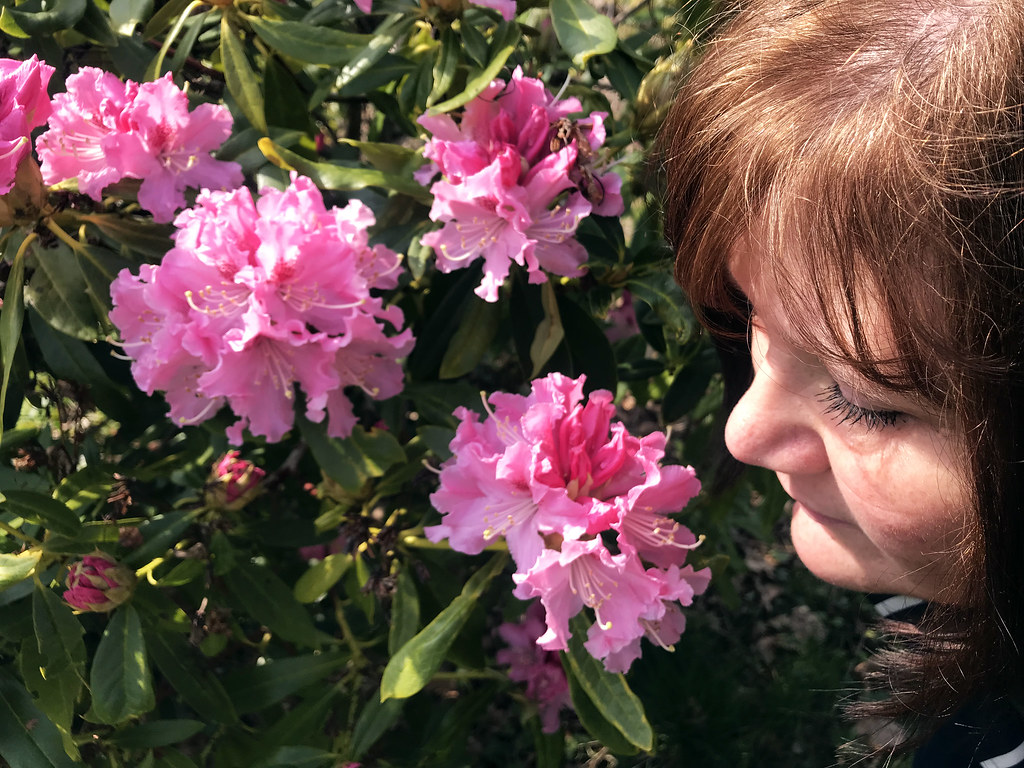 Hay fever stock photo of a lady smelling pink flowers Flickr