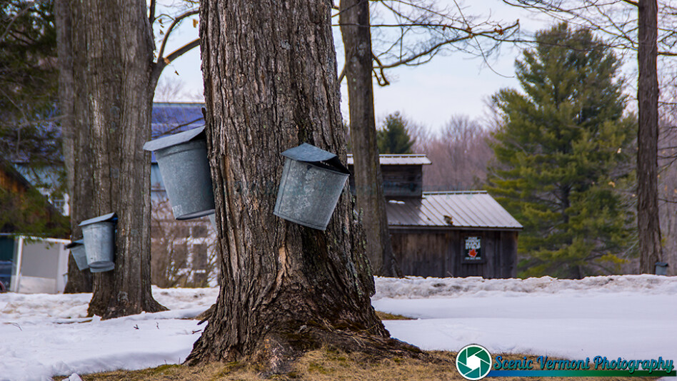 Sap buckets hanging from maple trees. Please share! Scenic Vermont Photography Flickr