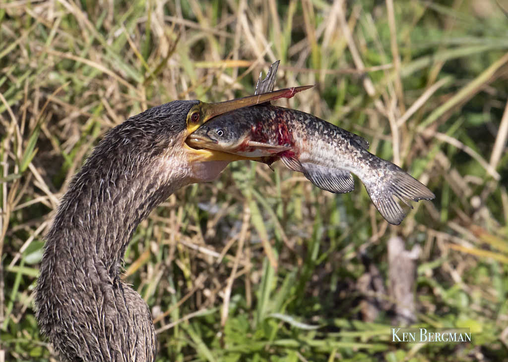 Eyetoeye encounter A fatal encounter that lasted about 5… Flickr