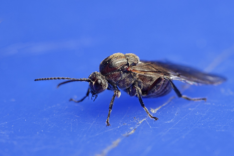 Oak gall wasp 2 Oak gall wasp. I managed to move it to a … Flickr