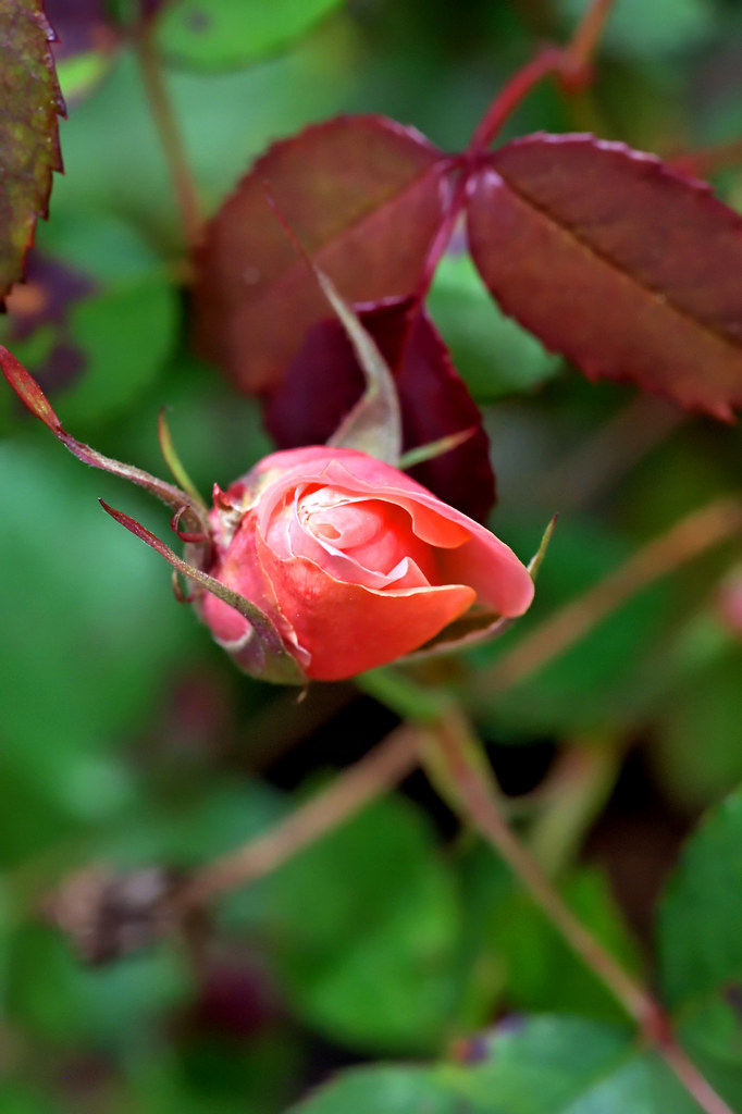 _DSC0317 Coral Knockout Rose Paul Nelson Flickr