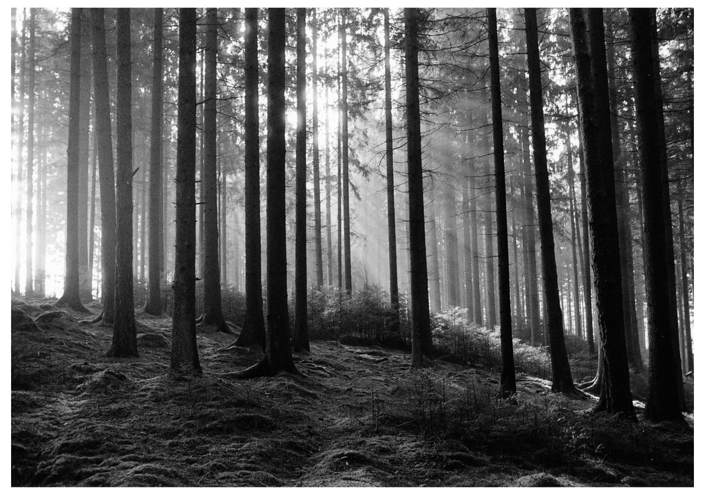 Darkroom Print Skovstemning Scan of a darkroom print vers… Flickr