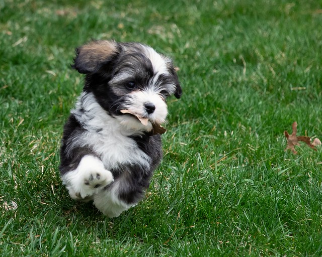 Havanese Pictures and Informations