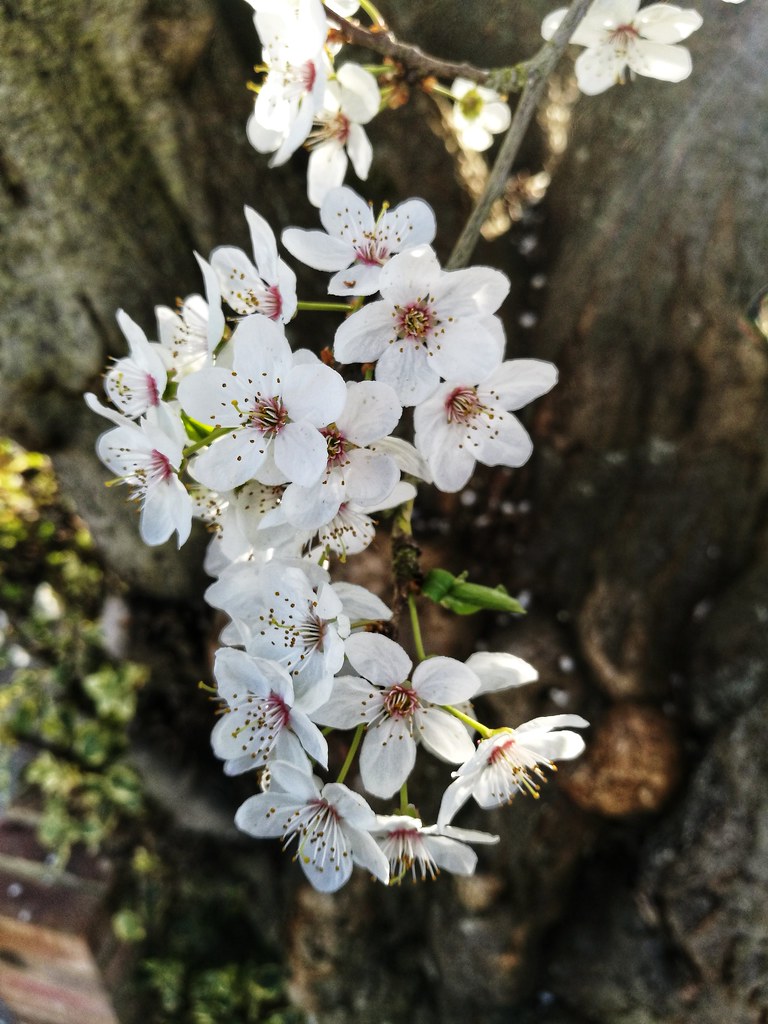 PBWA Rickmansworth Flowers in other peoples gardens, majes… Flickr