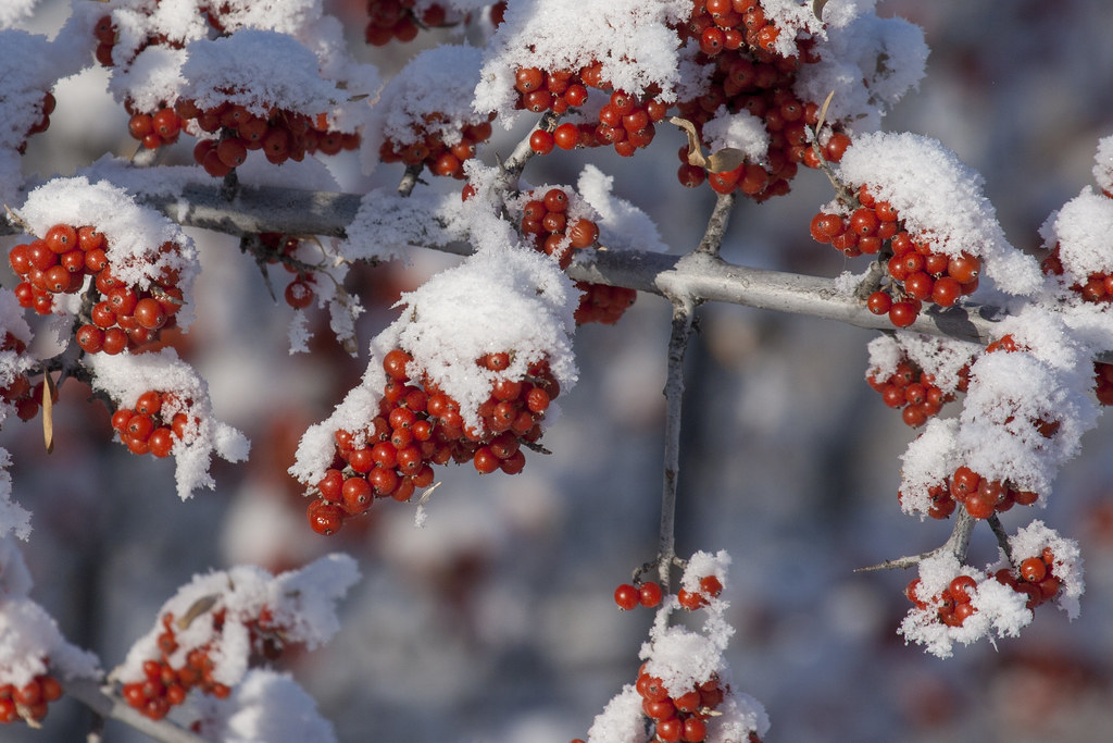 Frosty Meewasin Trail Hill Flickr