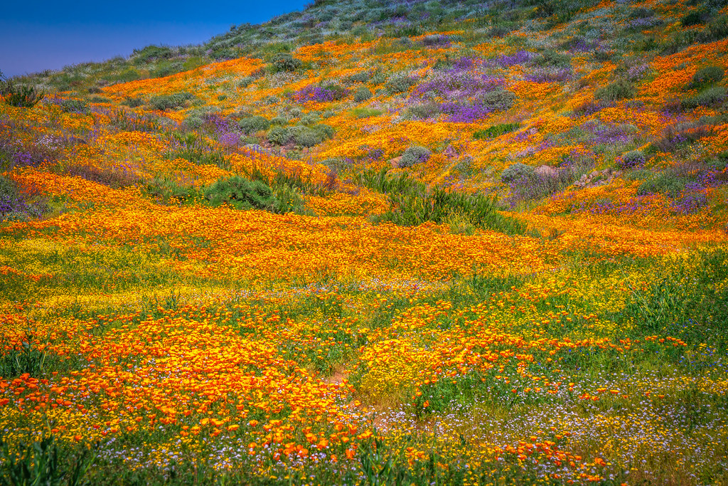 The Wildflower Trail Diamond Valley Lake! California Spring Superbloom