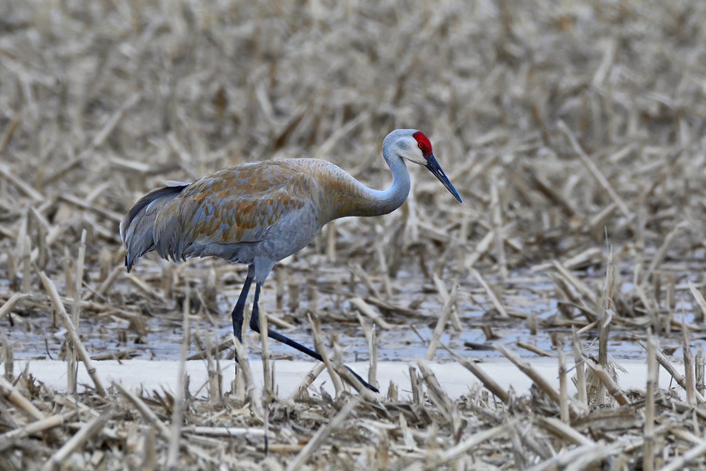 Grue du Canada Sandhill crane Grul… Flickr