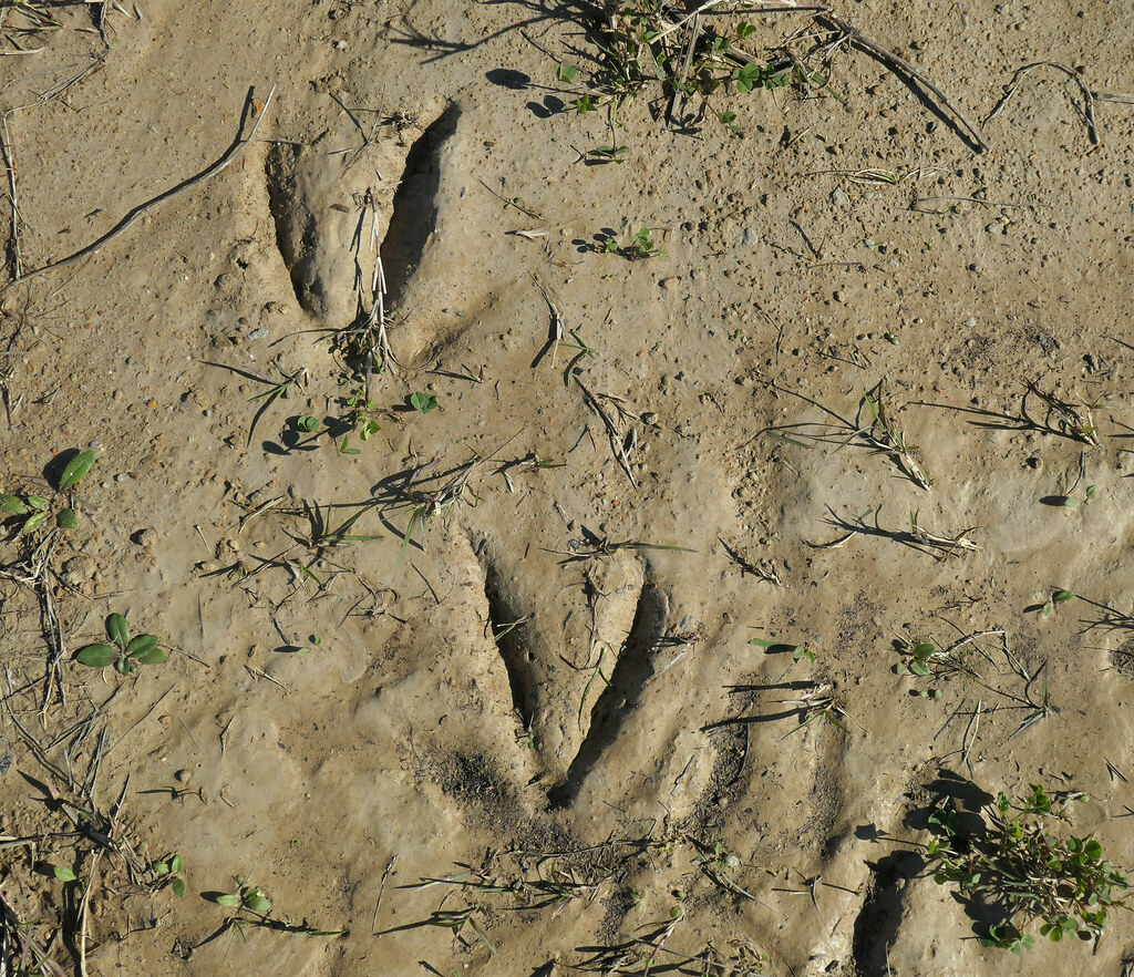 Deer hoof prints © All Rights Reserved. Please do not use … Flickr