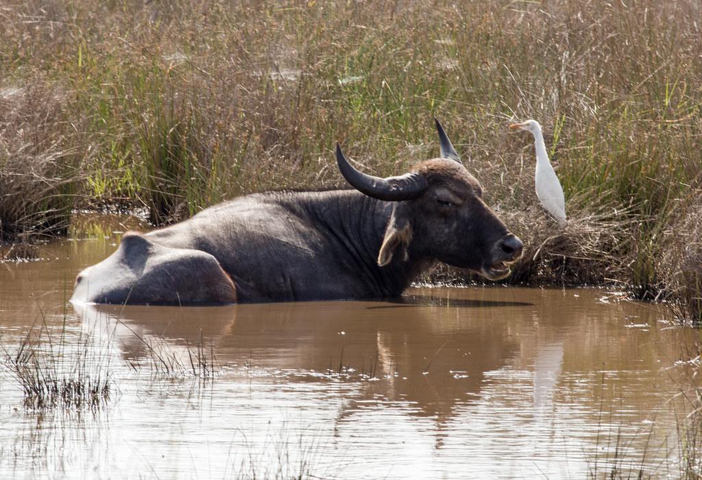 Water Buffalo and Egret PDKImages Flickr