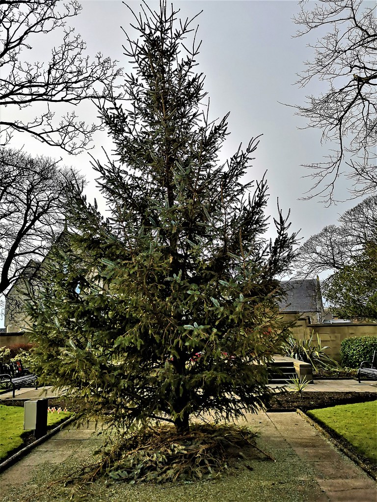 Christmas Tree. Victoria Road corner Durie Street. Leven. … Flickr