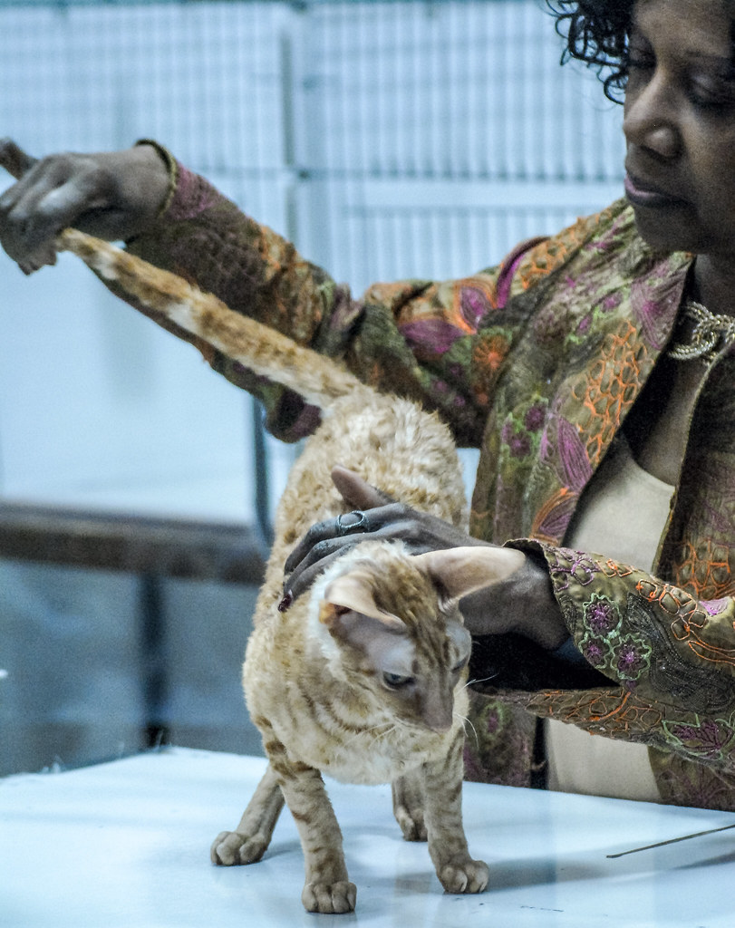 Flickriver Most interesting photos tagged with catfanciersassociation