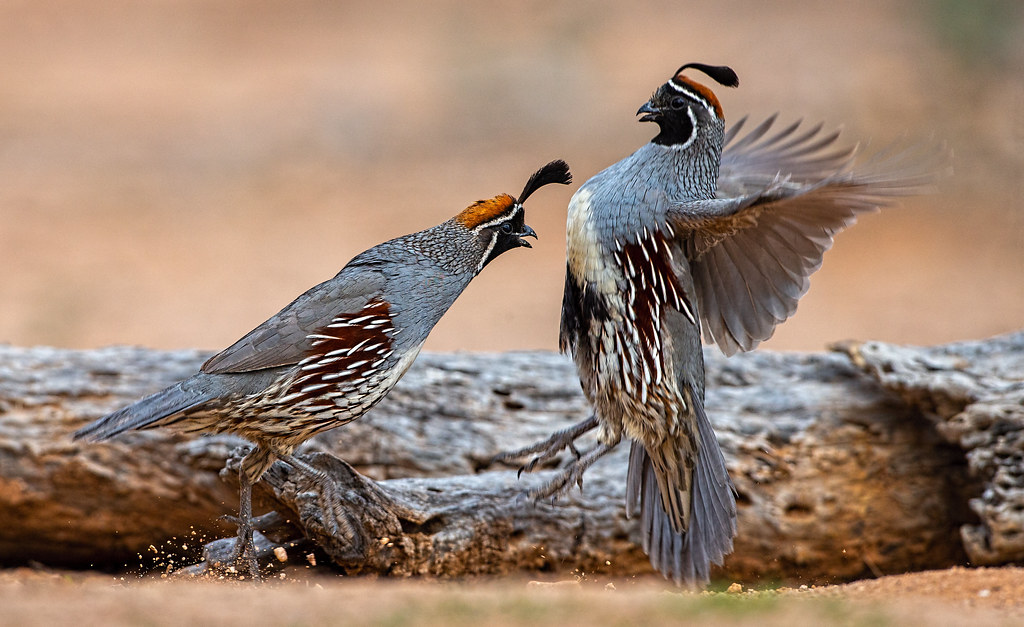 Aggression Gambel's Quails Eric Gofreed Flickr