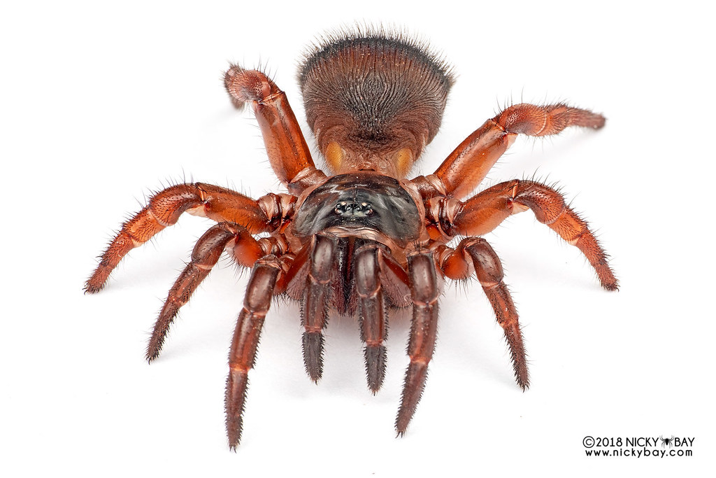 Corklid trapdoor spider (Cyclocosmia sp.) DSC_0830 Flickr
