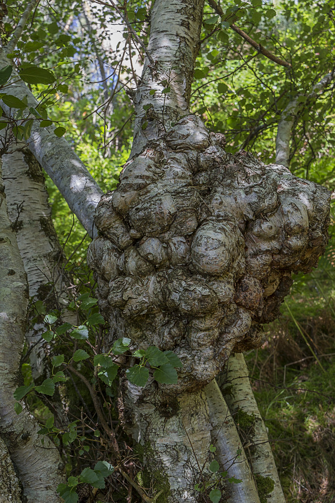 plockton this kind estate owner at the far end of the vill… Flickr