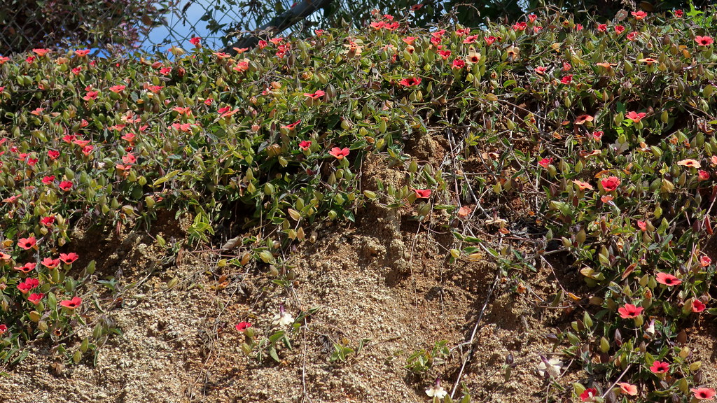 180323 024 Waterwise Botanicals Nursery, Bonsall CA Succ… Flickr