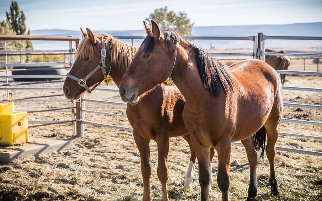 Beatys Butte Wild Horse Training Facility Horses at the Be… Flickr
