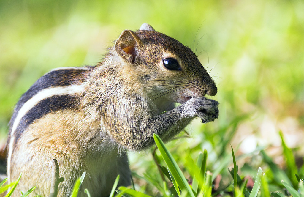 Indian Palm Squirrel James Yates Photo Flickr
