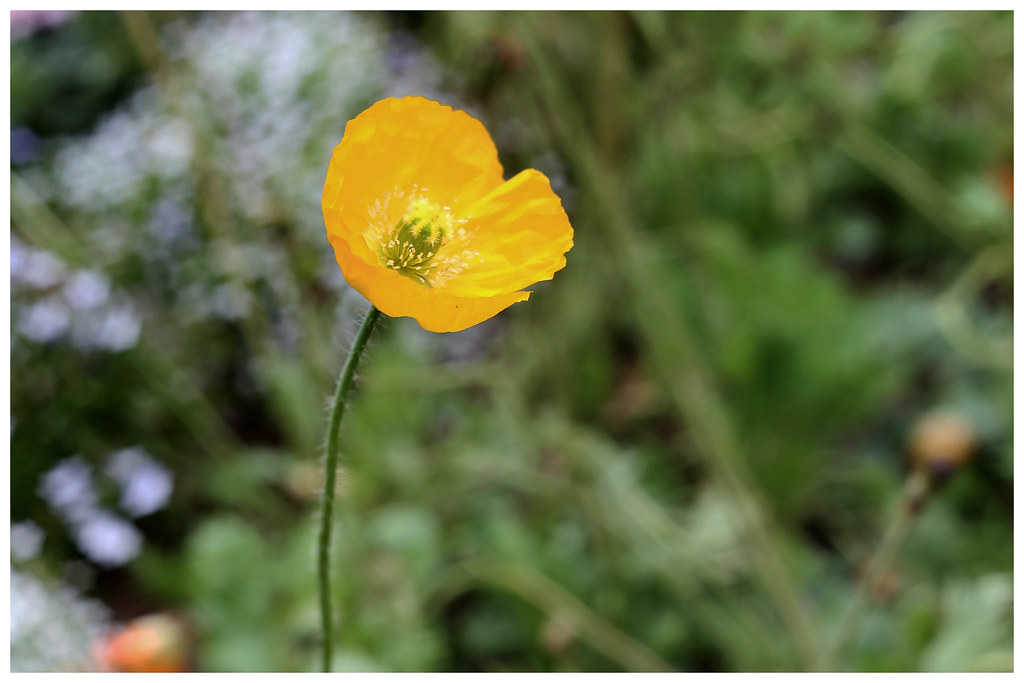 Yellow poppy flower Canon EOS 6D + Industar 61 L/Z 50mm F2… Alice