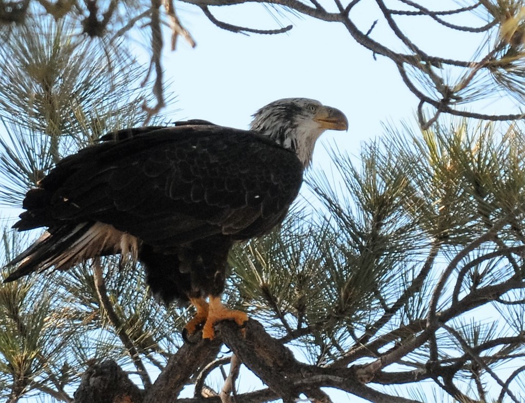 Bald eagle, Big Bear Lake area Photo by Robin Eliason/USFS… Flickr