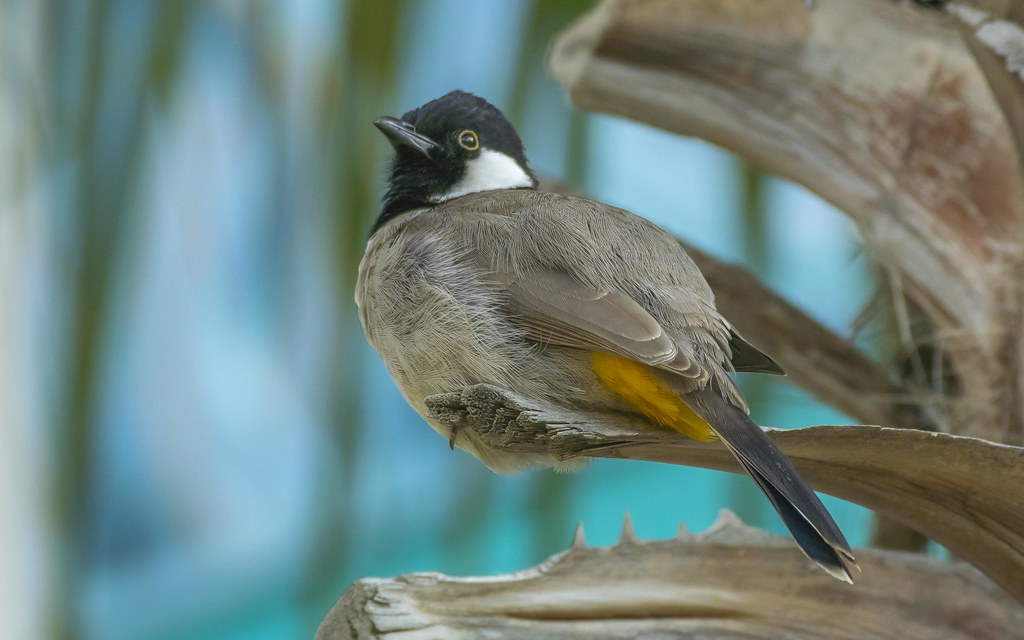 Birds of Dubai Flickr