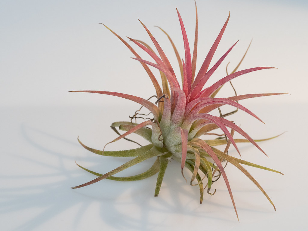 Air Plant (Tillandsia sp.) OLYMPUS DIGITAL CAMERA Flickr
