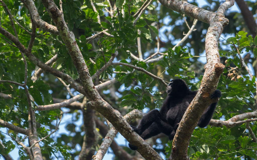 Hoollongapar Gibbon Wildlife Sanctuary, Jorhat