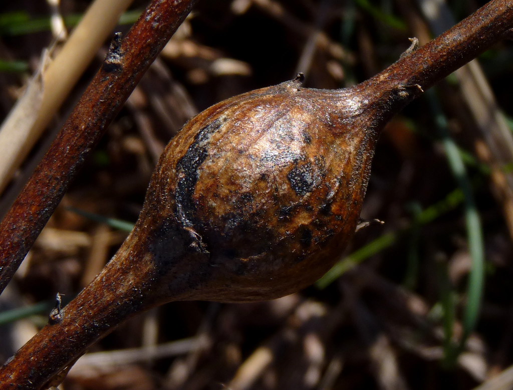 Goldenrod Gall Dendroica cerulea Flickr