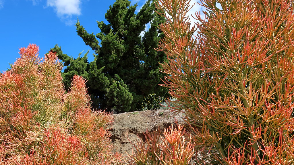 180323 023 Waterwise Botanicals Nursery, Bonsall CA Euph… Flickr