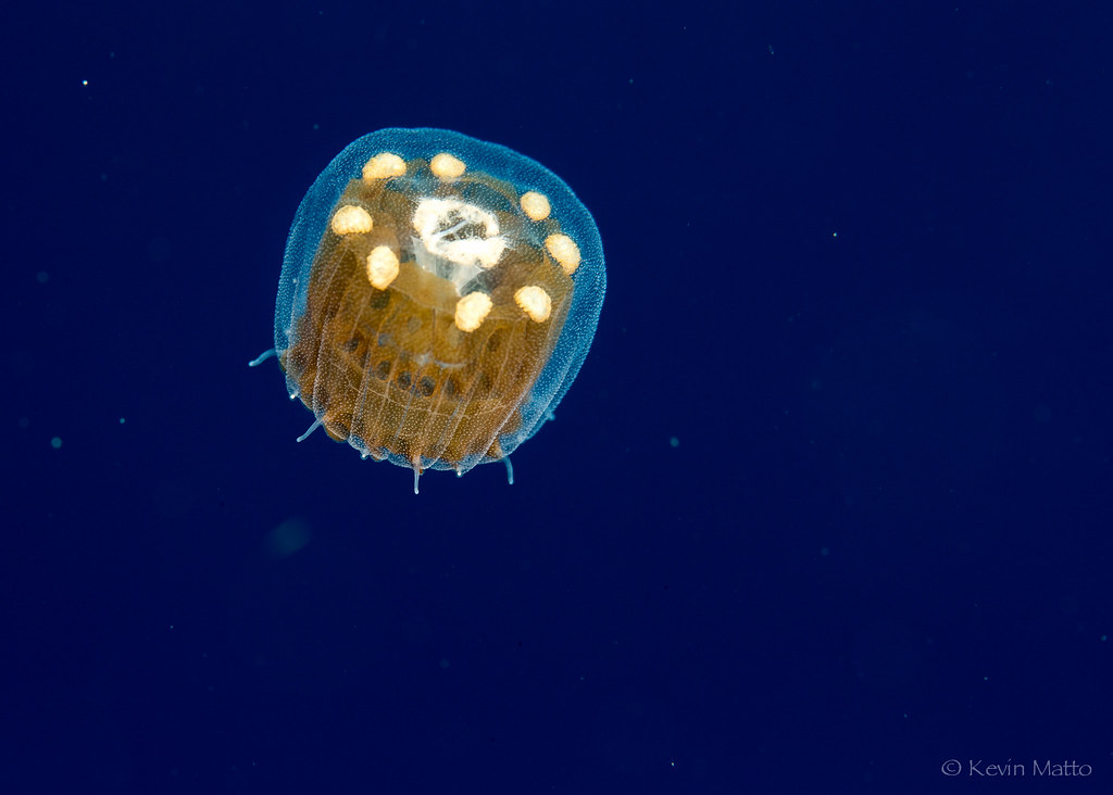 Thimble Jellyfish Kevin Matto Flickr