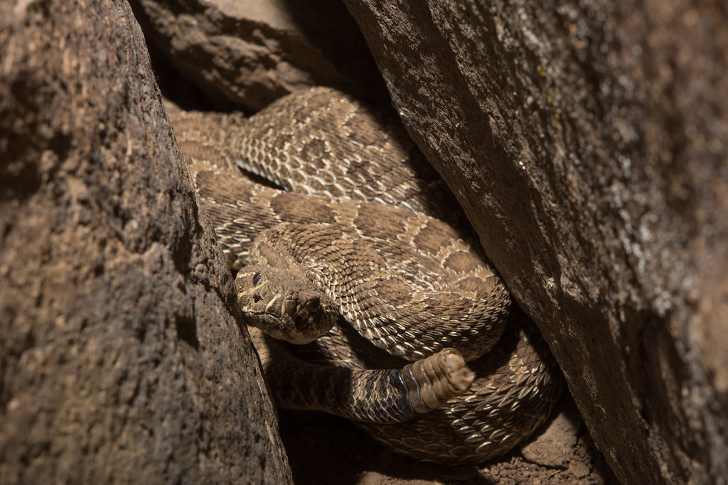 Prairie Rattlesnake Prairie Rattlesnake (Crotalus viridis)… Flickr