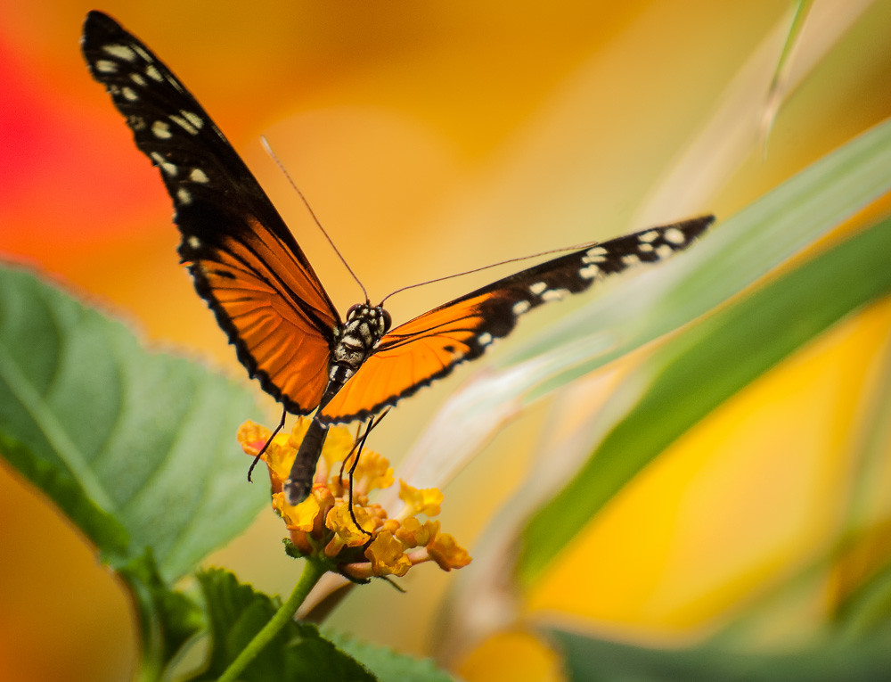 BF Butterflies are self propelled flowers. R.H. Heinlein Flickr