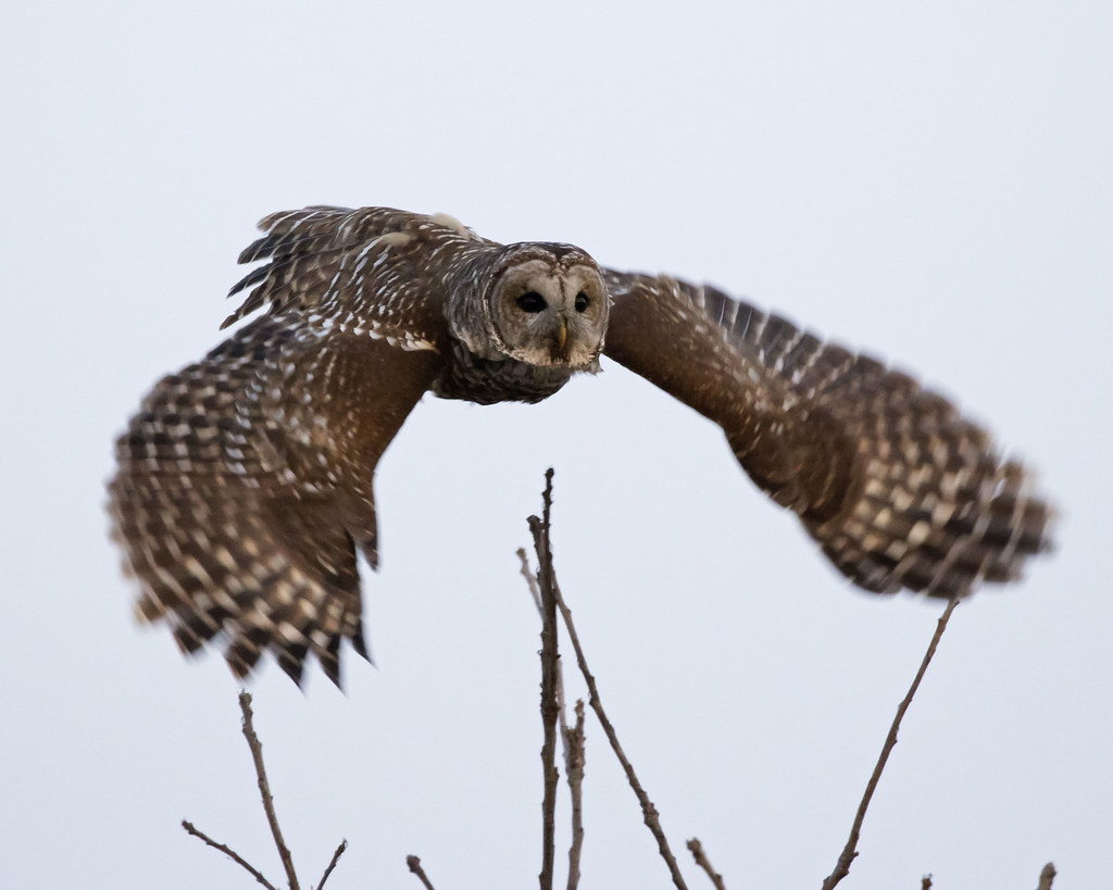 Barred Owl Cass county, central Illinois Eric Mace Flickr