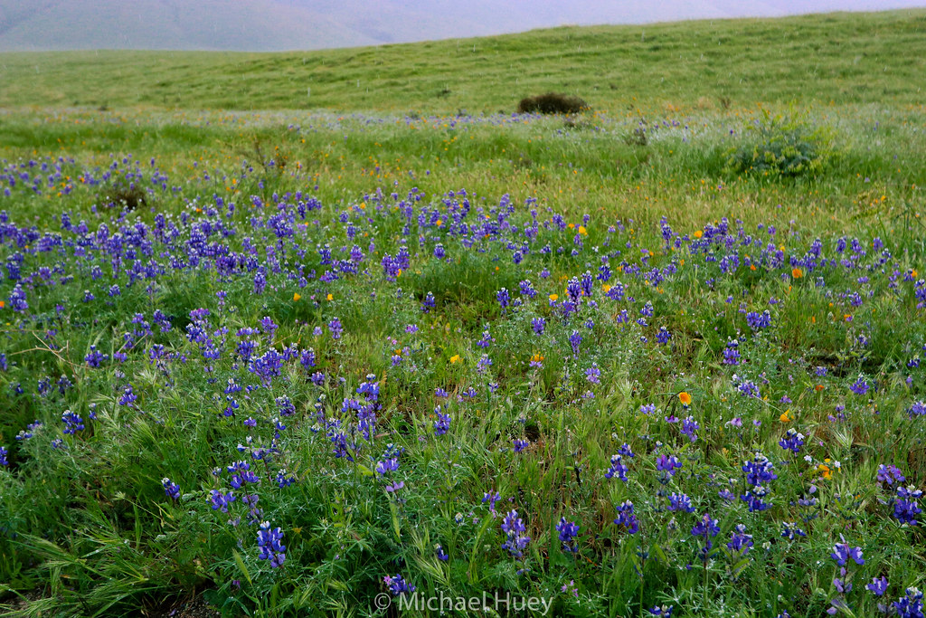 Spring Wildflowers, near Arvin, CA Lupine and Poppies bloo… Flickr
