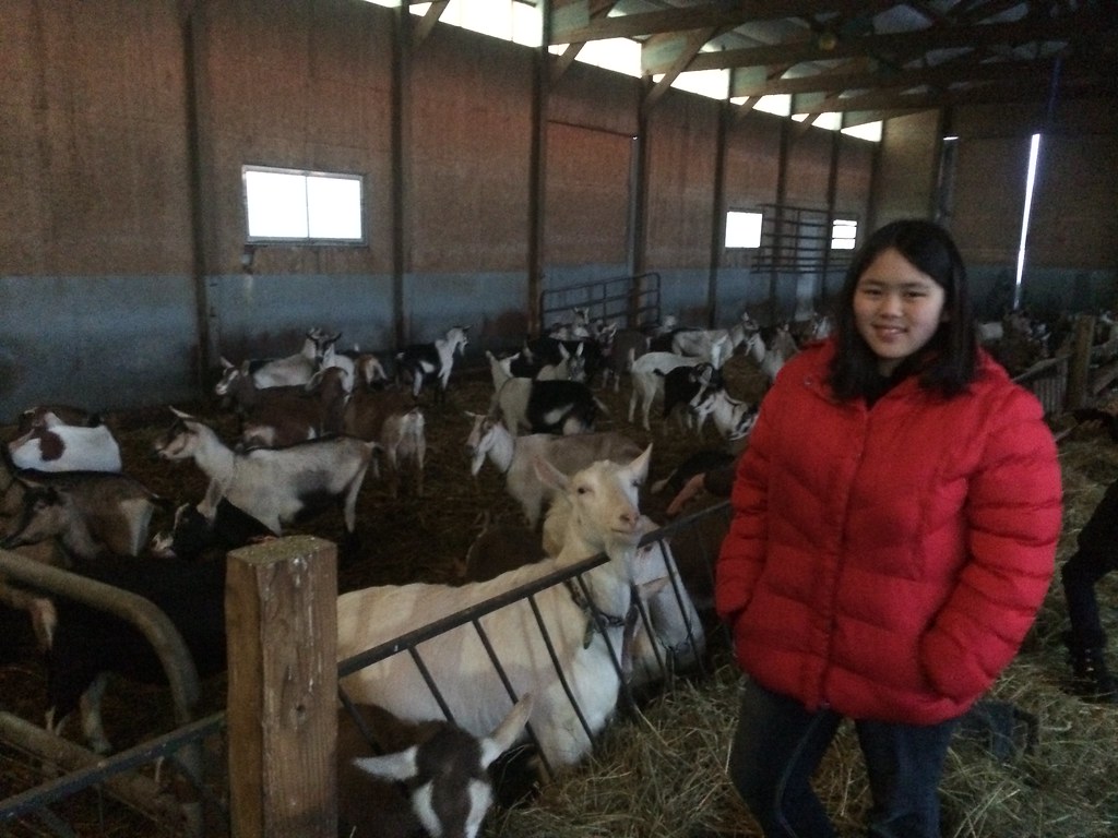 Field Trip to Poplar Hill Dairy Goat Farm Ann Flickr