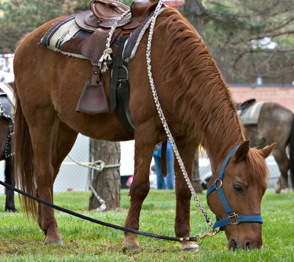 CRW_2248 Horse Linda ThomasFowler Flickr